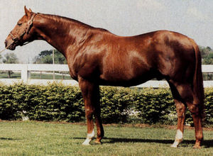 Horse_Alydar