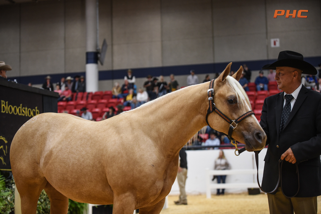 2022 NRCHA Snaffle Bit Futurity Sales strong from start to finish